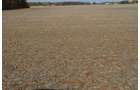 Property photo 13 - 75.3 Acres Offered in 2 Tracts